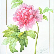 Схема вышивки «пион»