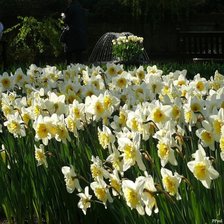 Схема вышивки «нарциссы»