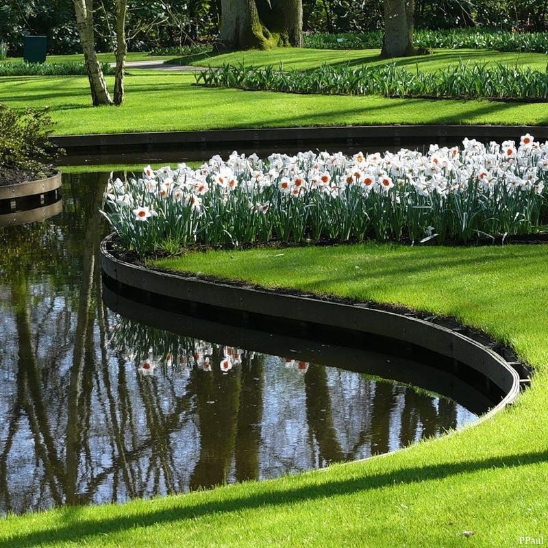 нарциссы - вода, нарциссы - оригинал