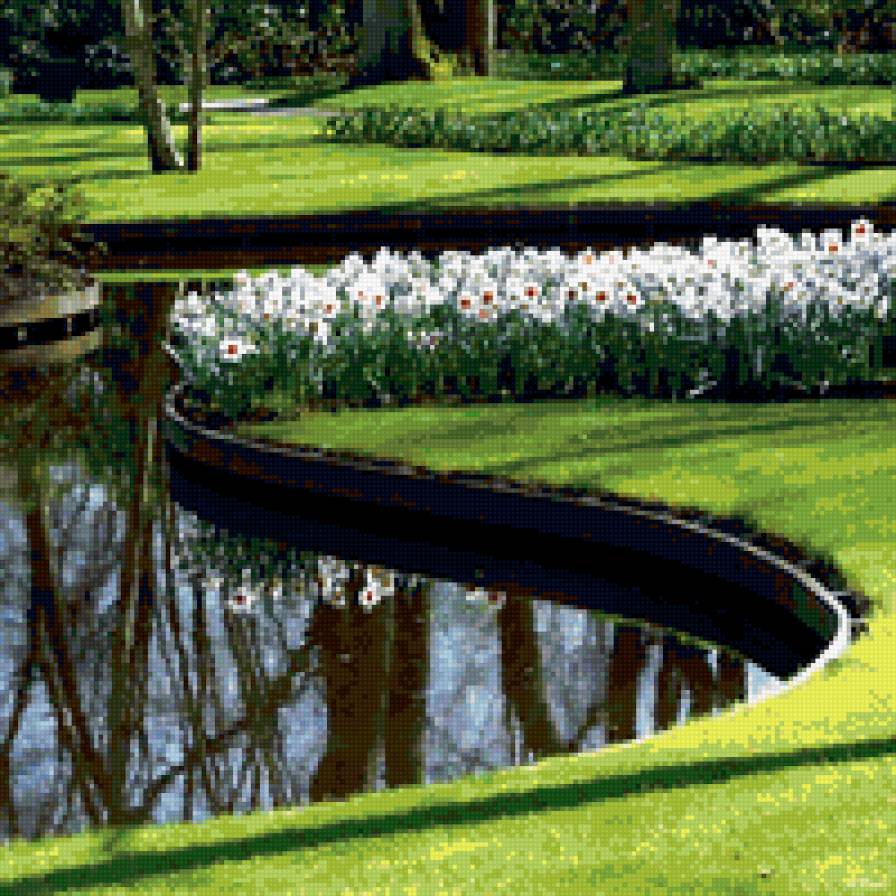 нарциссы - нарциссы, вода - предпросмотр