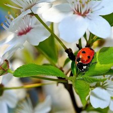 Схема вышивки «Божья коровка»