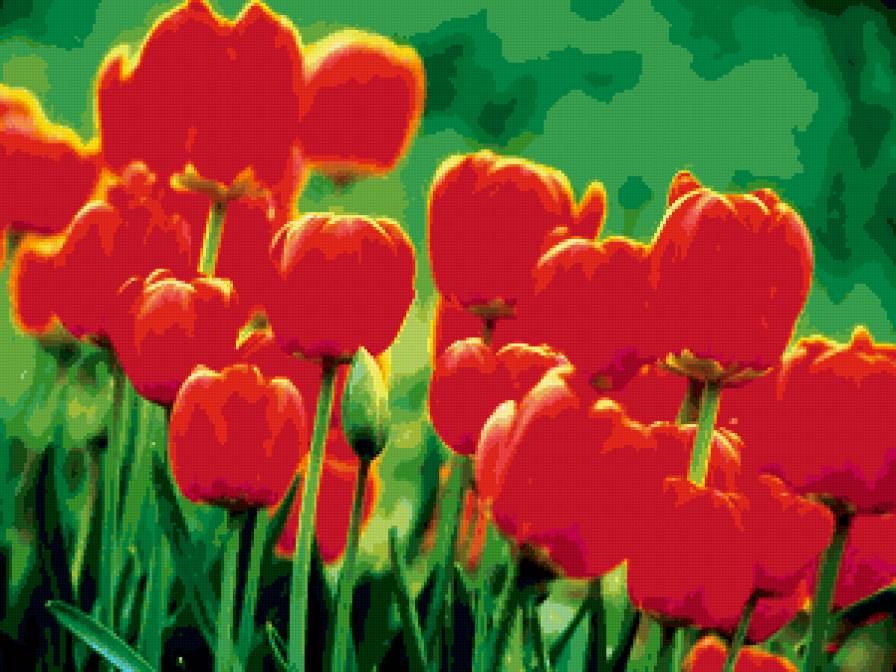 красные тюльпаны - цветы, тюльпаны - предпросмотр