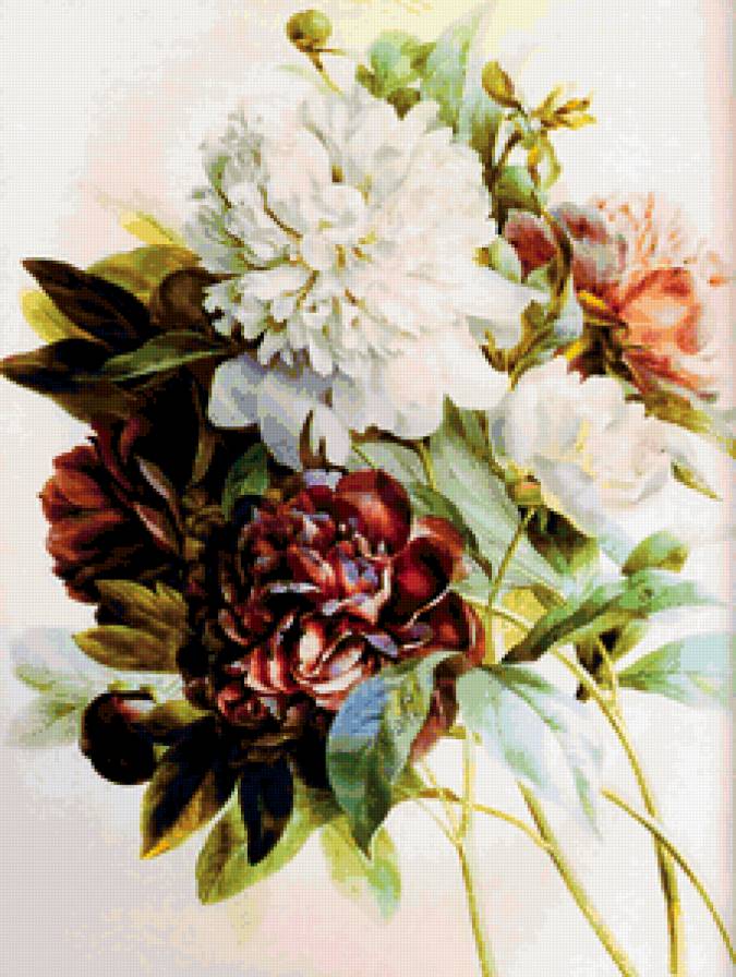 цветы - цветы, пион - предпросмотр