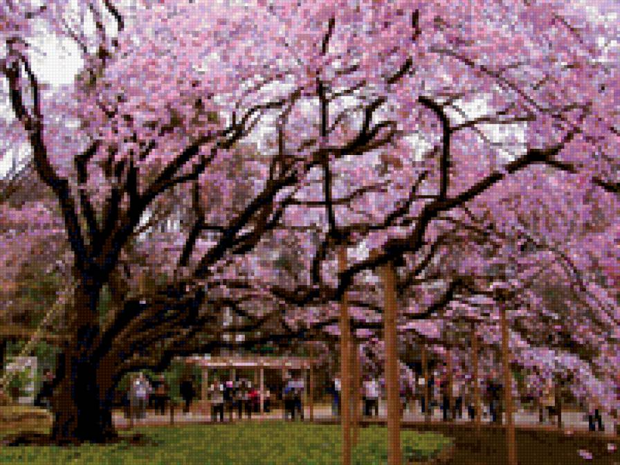 цветы - цветы, вишня - предпросмотр