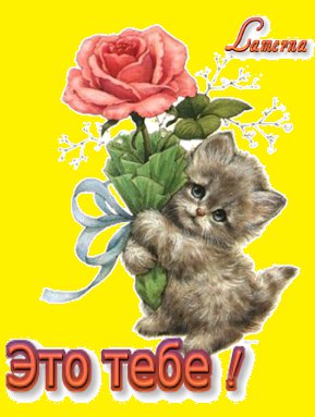 С любовью! - роза, для тебя, это тебе, цветок, подарок, кошка - оригинал