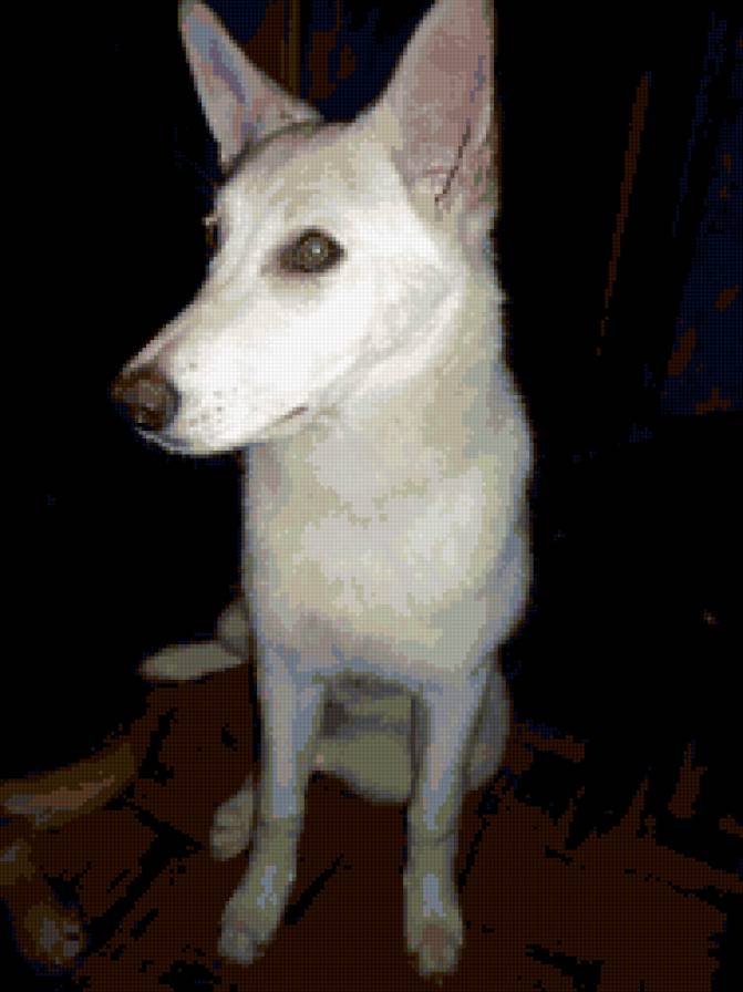 бела - собака, домашние животные - предпросмотр