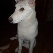 Схема вышивки «бела»