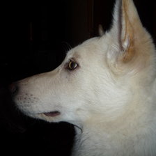 Схема вышивки «бела»