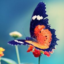 Схема вышивки «Бабочка»