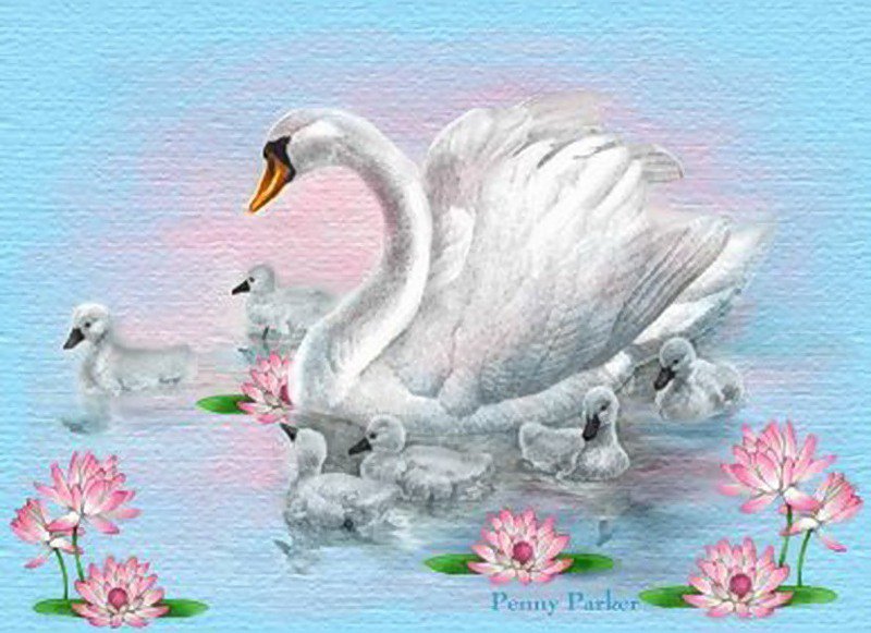 семья лебедей - лебедь, лебеди - оригинал