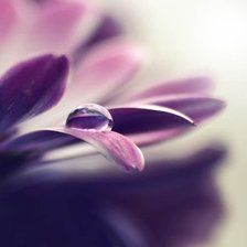 Схема вышивки «Гербера, Цветы, природа, красота»