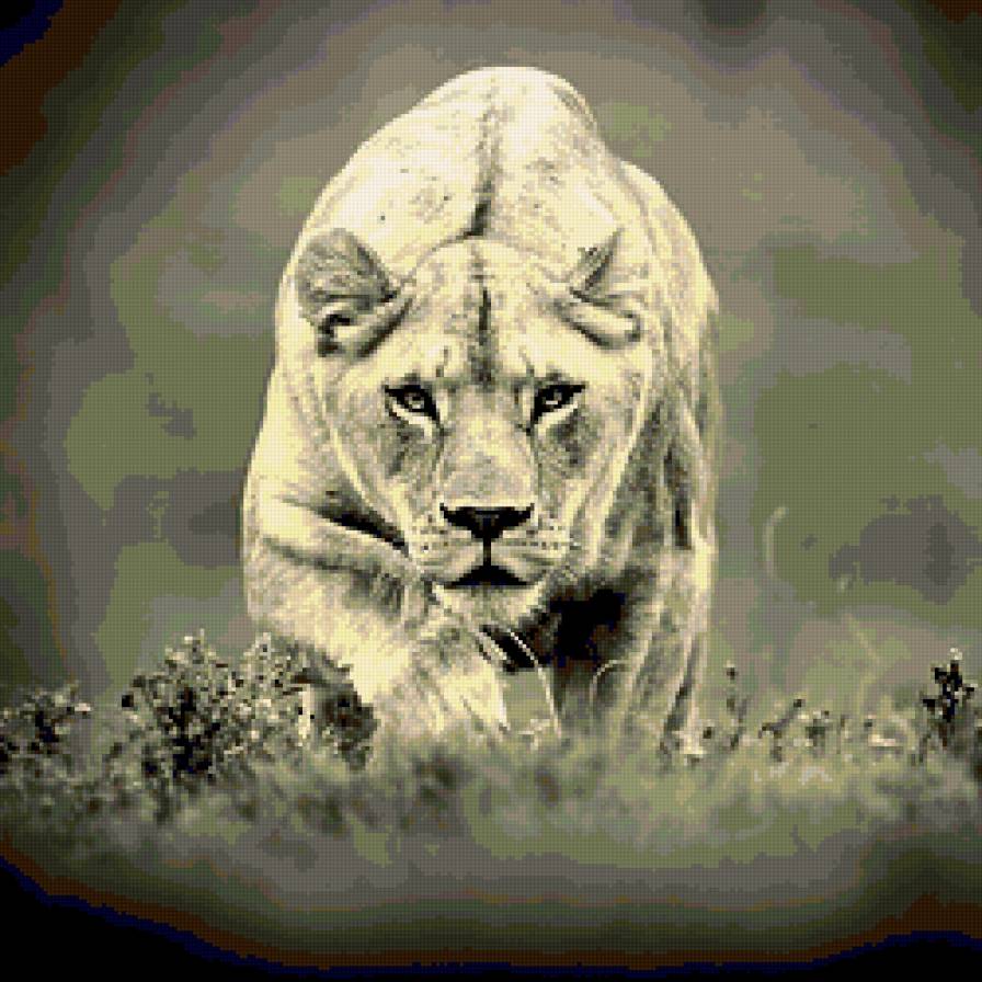 На охоте - дикие кошки, африка, лев - предпросмотр