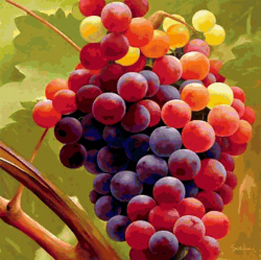 виноградная гроздь - виноград - предпросмотр