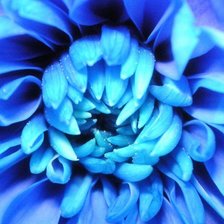 хризантема