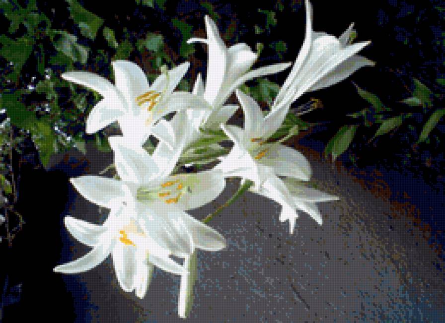 лилии - цветы.лилия - предпросмотр