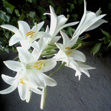 Схема вышивки «лилии»