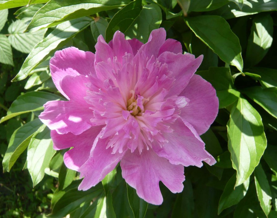 пион - цветы.пионы - оригинал