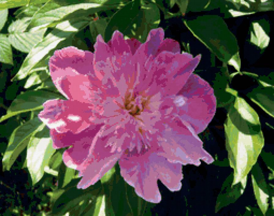 пион - цветы.пионы - предпросмотр