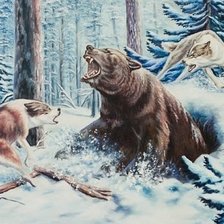 медвежий след