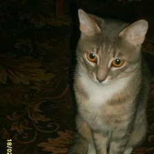 Схема вышивки «Котик»