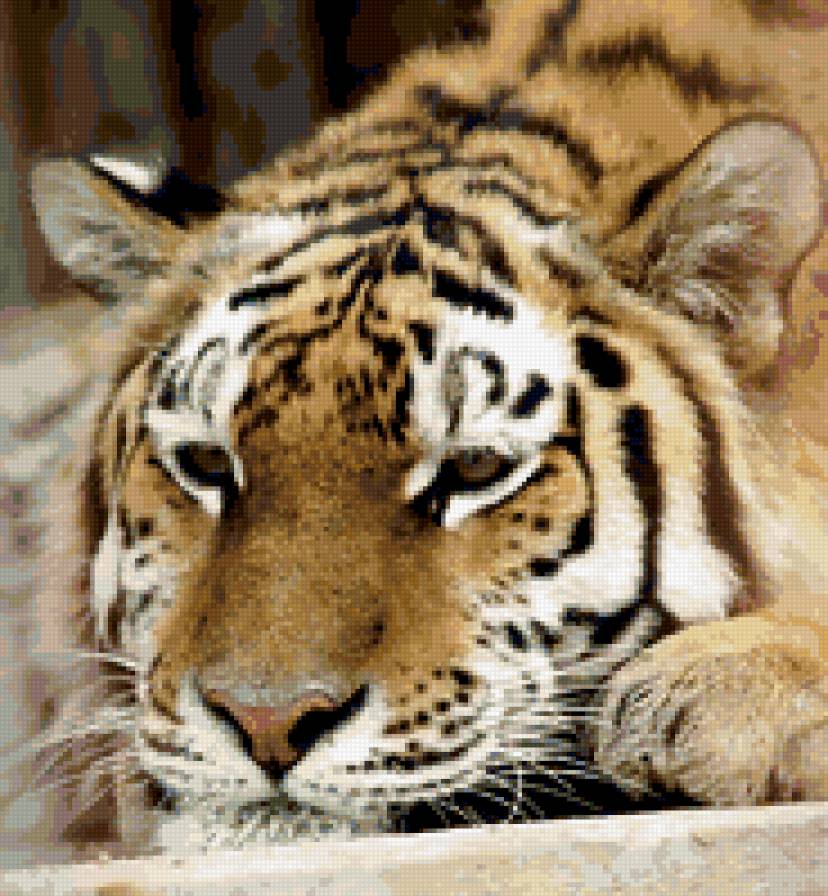 ТИГР - животные, дикие животные, грустит - предпросмотр