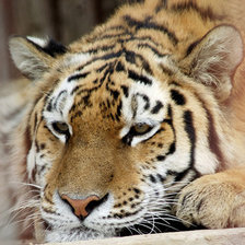 Схема вышивки «ТИГР»