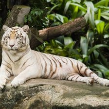 Схема вышивки «белый король...»