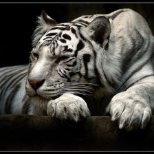 Схема вышивки «ТИГР»