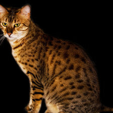 Схема вышивки «Египетский мау»