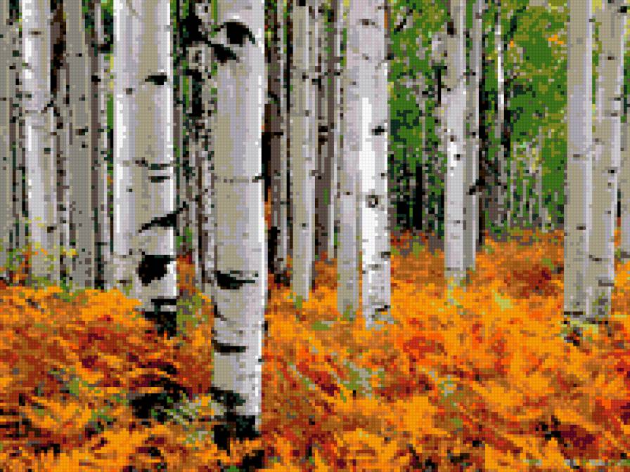 Осенний этюд - лес, осень, березы, пейзаж - предпросмотр