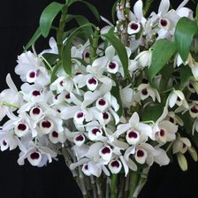 Схема вышивки «Нежные орхидеи»