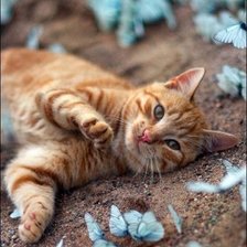 Схема вышивки «Кот на поляне бабочек.»