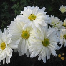 Схема вышивки «Ромашки»