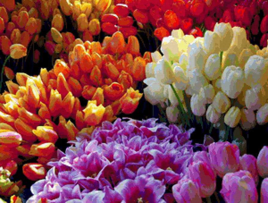 Цветочная палитра - цветы, тюльпаны - предпросмотр