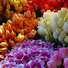 Схема вышивки «Цветочная палитра»