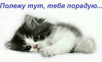 котэ - кот, животные - оригинал