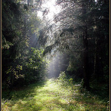 Схема вышивки «лес»
