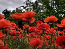 Схема вышивки «маки»