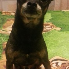 Схема вышивки «той терьер»