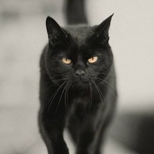 Схема вышивки «Кися»