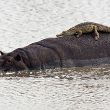 Схема вышивки «животные»