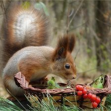 Схема вышивки «бельчонок»