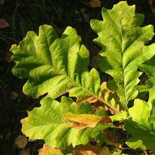 Схема вышивки «Дубовые листья»