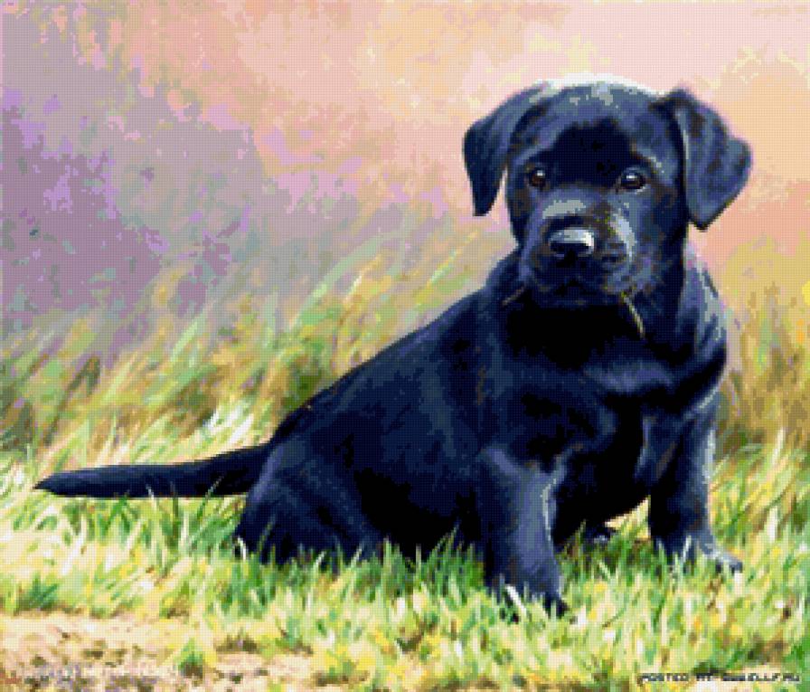 щенок - предпросмотр