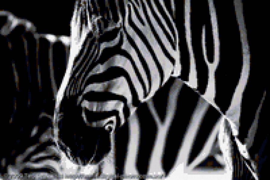 Зебра - животные - предпросмотр