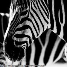 Зебра
