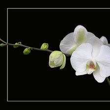 Схема вышивки «Орхидея»