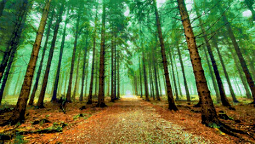 Осень настала - ели, сосны, осень, пейзаж, деревя, листья - предпросмотр