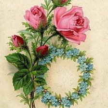 веточка розы