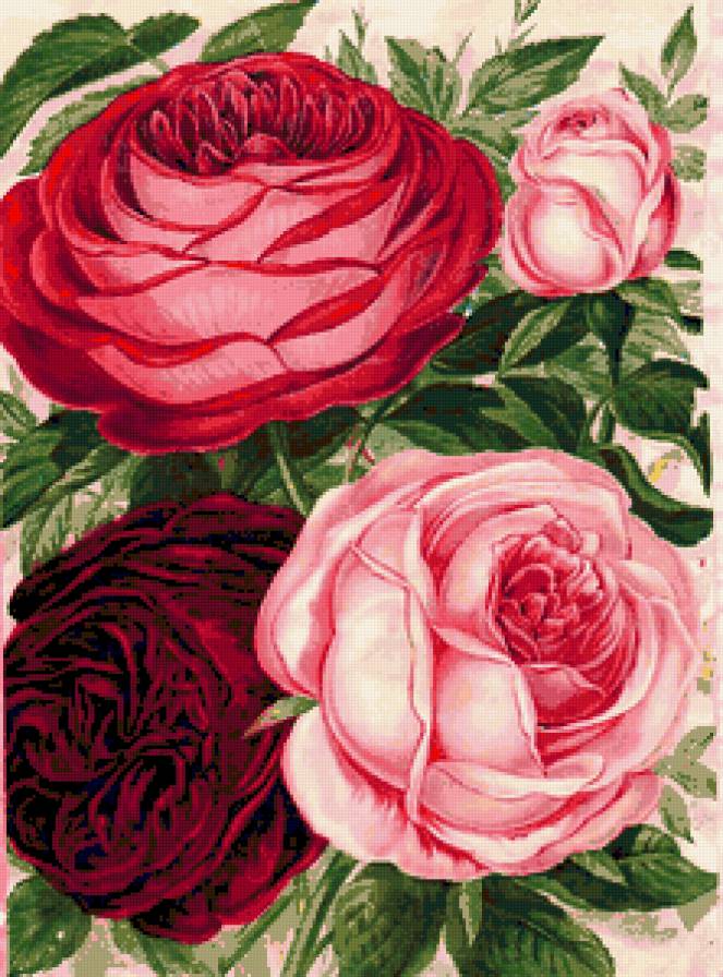 розы - предпросмотр